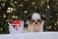 Tiny Tim, a male Shih Tzu for sale in Harrison, AR – Photo 10 of 10