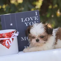 Tiny Tim, a male Shih Tzu for sale in Harrison, AR – Photo 7 of 10