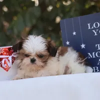 Tiny Tim, a male Shih Tzu for sale in Harrison, AR – Photo 8 of 10