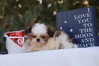 Tiny Tim, a male Shih Tzu for sale in Harrison, AR – Photo 8 of 10