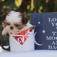 Tiny Tim, a male Shih Tzu for sale in Harrison, AR – Photo 4 of 10