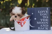 Tiny Tim, a male Shih Tzu for sale in Harrison, AR – Photo 4 of 10