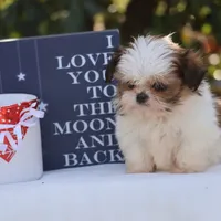 Tiny Tim, a male Shih Tzu for sale in Harrison, AR – Photo 3 of 10