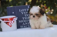 Tiny Tim, a male Shih Tzu for sale in Harrison, AR – Photo 3 of 10