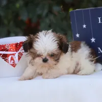 Tiny Tim, a male Shih Tzu for sale in Harrison, AR – Photo 6 of 10