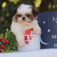 Tiny Tim, a male Shih Tzu for sale in Harrison, AR – Photo 1 of 10