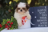 Tiny Tim, a male Shih Tzu for sale in Harrison, AR – Photo 1 of 10