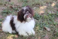 Hattie, a female Havanese for sale in Harrison, AR – 4 of 7