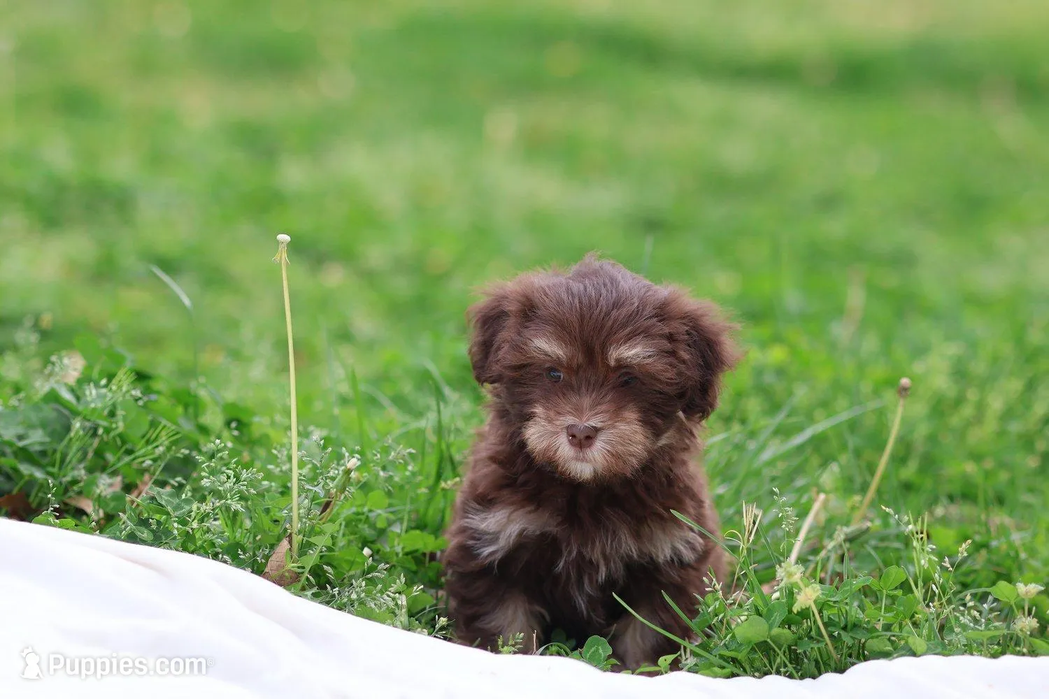 Zuma, a female Havanese for sale in Harrison, AR – Photo 8 of 9
