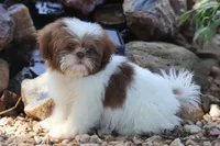 Donut, a male Shih Tzu for sale in Harrison, AR – 5 of 6