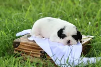 diamond  , a male Shih Tzu for sale in Harrison, AR – 5 of 8