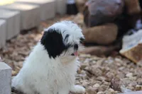 diamond  , a male Shih Tzu for sale in Harrison, AR – 6 of 10