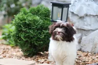 Hattie, a female Havanese for sale in Harrison, AR – 5 of 10
