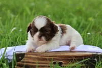Donut, a male Shih Tzu for sale in Harrison, AR – 6 of 7