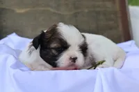 Destiny  , a female Shih Tzu for sale in Harrison, AR – 8 of 8
