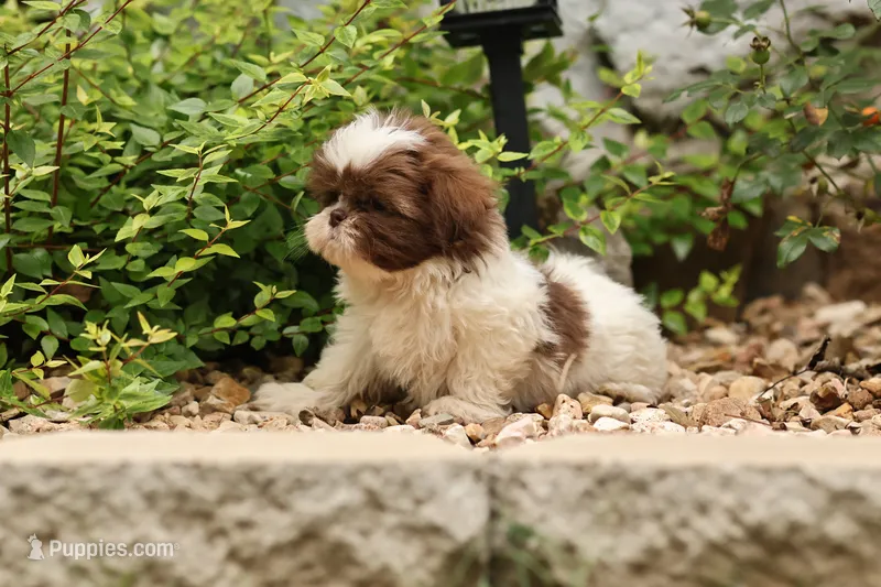 Donut – Shih Tzu puppy for sale in Harrison, AR