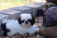diamond  , a male Shih Tzu for sale in Harrison, AR – 3 of 10