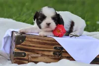 Destiny  , a female Shih Tzu for sale in Harrison, AR – 2 of 8