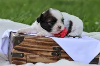 Destiny  , a female Shih Tzu for sale in Harrison, AR – 3 of 8