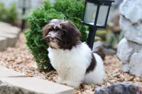 Hattie, a female Havanese for sale in Harrison, AR – 2 of 10