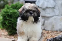 Lucas, a male Shih Tzu for sale in Harrison, AR – 1 of 9