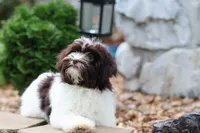 Hattie, a female Havanese for sale in Harrison, AR – 7 of 10
