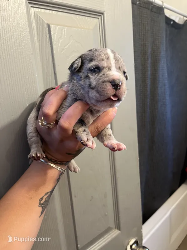 Female 1 – American Bully puppy for sale in Phelan, CA