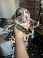 Male 1, a male American Bully for sale in Phelan, CA – 3 of 4