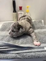 Female 1, a male American Bully for sale in Phelan, CA – 2 of 3