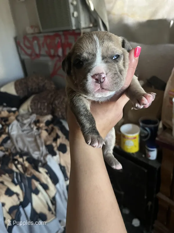 Male 1 – American Bully puppy for sale in Phelan, CA