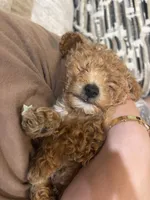 Torch, a male Poodle - Toy  for sale in Williamsburg, KY – Photo 3 of 3