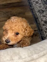 Torch, a male Poodle - Toy  for sale in Williamsburg, KY – Photo 2 of 3