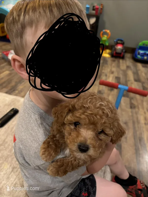 Torch – Poodle - Toy  puppy for sale in Williamsburg, KY
