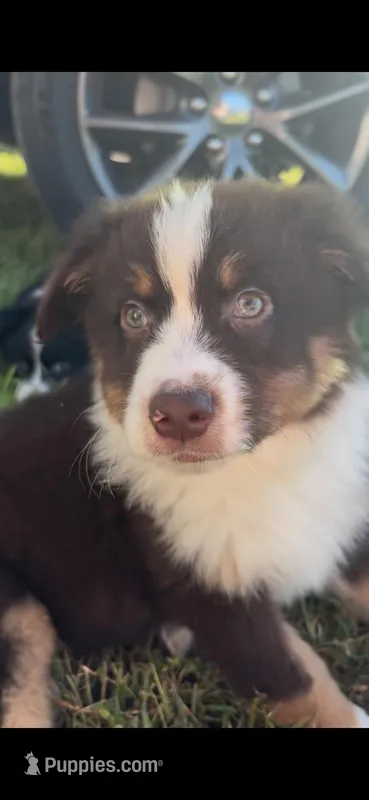 Winston – Australian Shepherd puppy for sale in Merced, CA