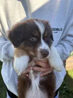 Sol, a male Australian Shepherd for sale in Merced, CA – Photo 2 of 2