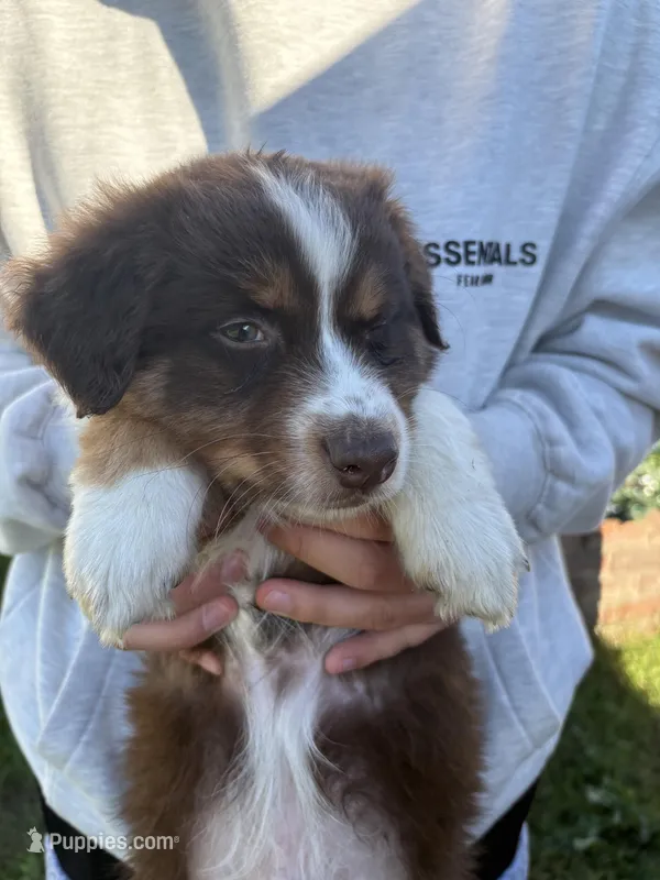 Sol – Australian Shepherd puppy for sale in Merced, CA