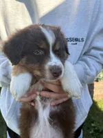 Sol, a male Australian Shepherd for sale in Merced, CA – Photo 1 of 2