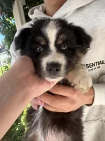 Luna , a female Australian Shepherd for sale in Merced, CA – Photo 2 of 2