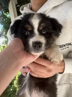 Luna , a female Australian Shepherd for sale in Merced, CA – Photo 1 of 2