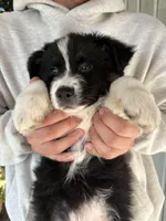 Thor, a male Australian Shepherd for sale in Merced, CA – Photo 3 of 3