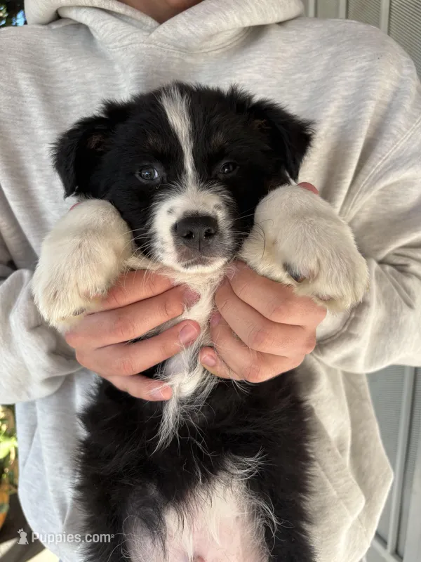 Thor – Australian Shepherd puppy for sale in Merced, CA