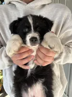 Thor, a male Australian Shepherd for sale in Merced, CA – Photo 1 of 3