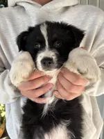 Thor, a male Australian Shepherd for sale in Merced, CA – Photo 2 of 3