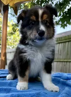 Teddy, a male Shetland Sheepdog for sale in Burleson, TX – 1 of 7