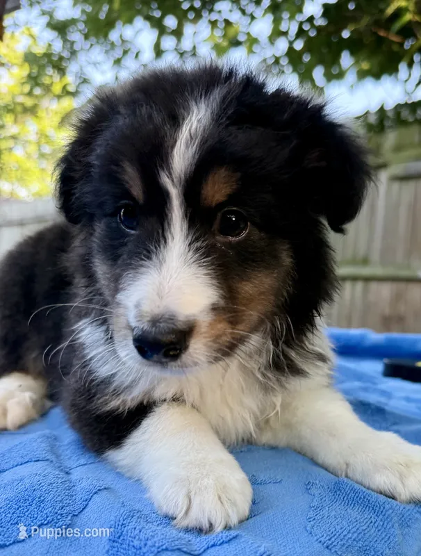 Marshmallow  – Shetland Sheepdog puppy for sale in Burleson, TX