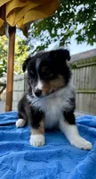 Teddy, a male Shetland Sheepdog for sale in Burleson, TX – 7 of 7