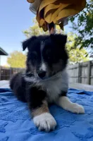 Teddy, a male Shetland Sheepdog for sale in Burleson, TX – 6 of 7