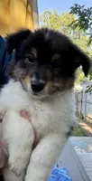 Poppy, a female Shetland Sheepdog for sale in Burleson, TX – 2 of 7