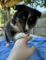 Teddy, a male Shetland Sheepdog for sale in Burleson, TX – 3 of 7