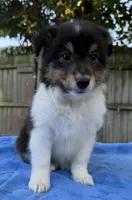 Poppy, a female Shetland Sheepdog for sale in Burleson, TX – 3 of 7